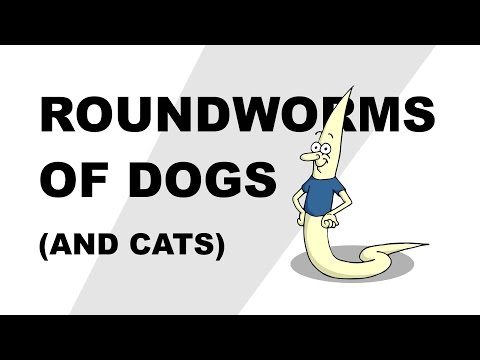 Video: Roundworms In Humans, Cats And Dogs: Types, Symptoms And Treatment