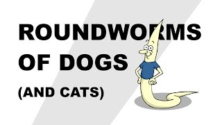 Roundworms of Dogs (and Cats)  Plain and Simple