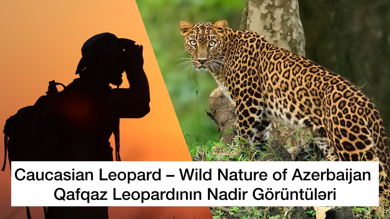 Caucasian Leopard – Wild Nature of Azerbaijan | Qafqaz Leopardının Nadir Görüntüləri-Zəngəzur M P