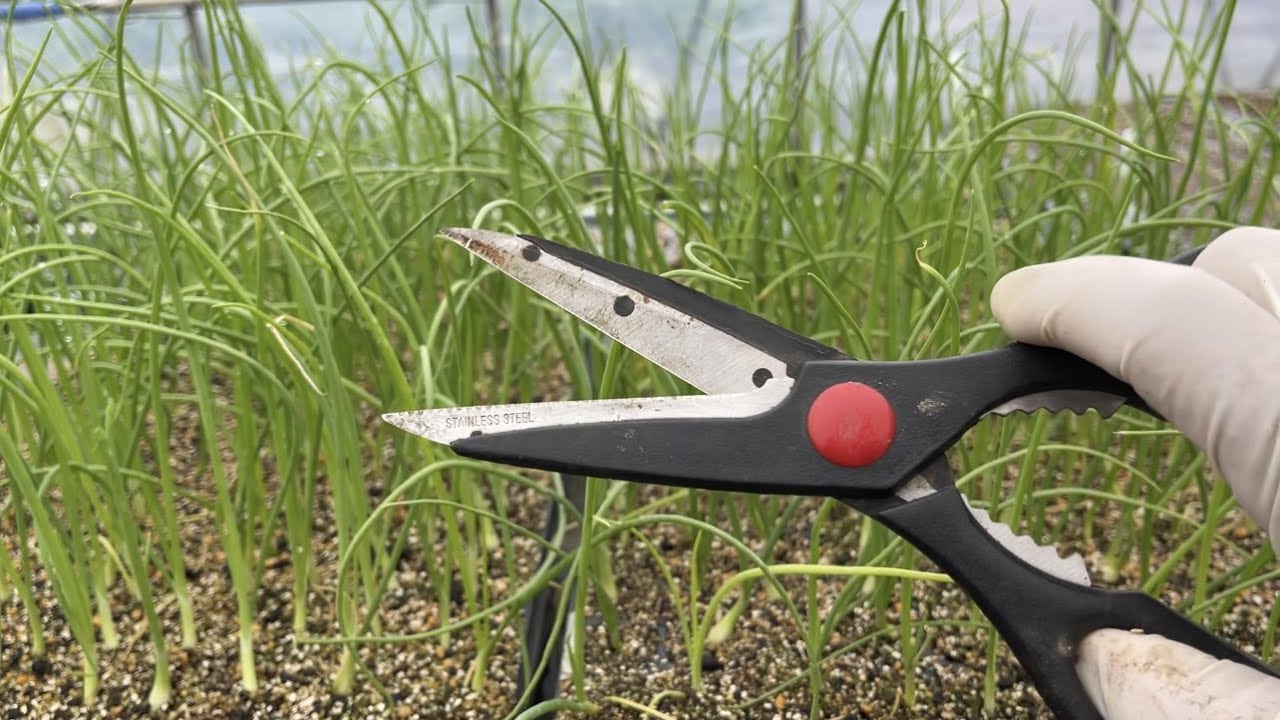 How to grow onion seedlings: Is it okay to cut off overgrown