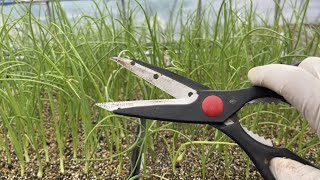 タマネギ苗の育て方・伸び過ぎた葉は切っても大丈夫？ 21/10/18