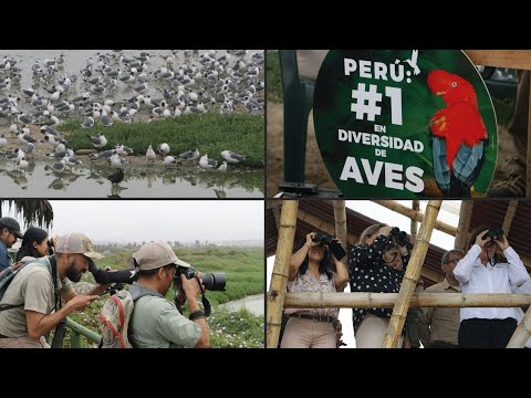 Perú afirma que desplazó a Colombia y Brasil como líder mundial en diversidad de aves | AFP