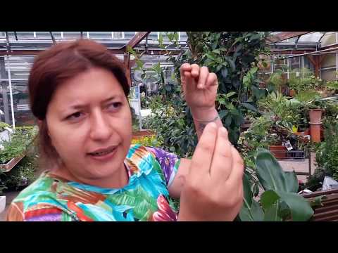 Come coltivare la strelitzia reginae? Ecco alcuni consigli utili