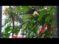 Olive-Backed Sunbird Visit during Typhoon