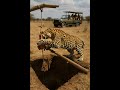 Can the leopard escape the tricky trap? Silence wraps the scene like a hunter’s net. #trap #wildlife