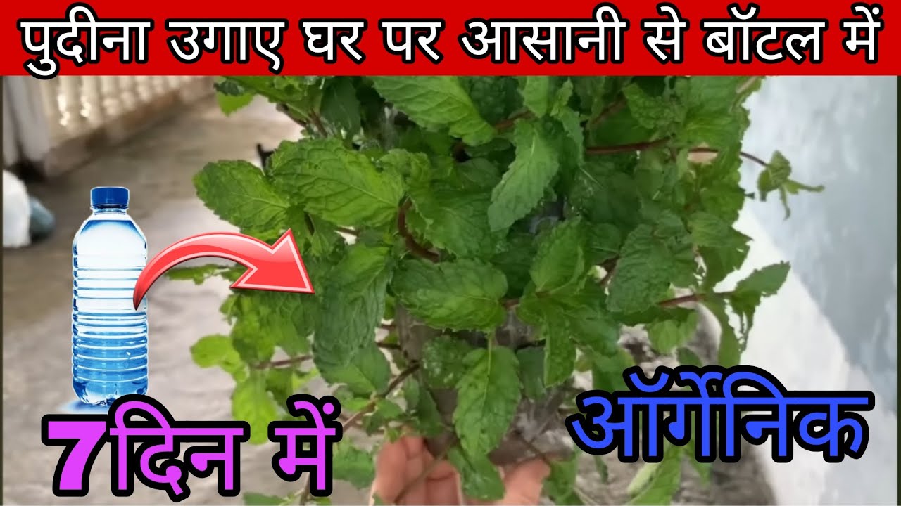 Pudina ugaye bottle me | pudina kaise ugaye | mint farming पुदीना बोतल में उगाए ऑर्गेनिक