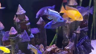 African cichlids by Bambi 58 views 3 years ago 54 seconds