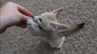 Skittles the Fennec Fox  Fennec fox Fox drawing Fox