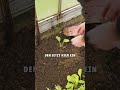 #gewächshaus #feldsalat #wintersalat #salatanbau #gartenarbeit #selbstversorgung #gemüseanbau