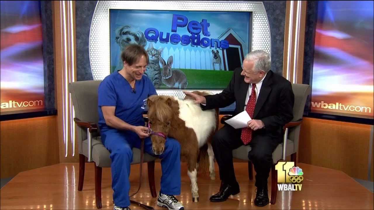 How To Handle Dental Problems In Household Pets