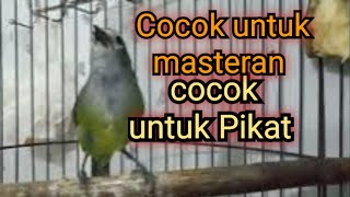Opior Jawa Suara melengking Cocok untuk masteran dan pikat @ponirankwokchannel