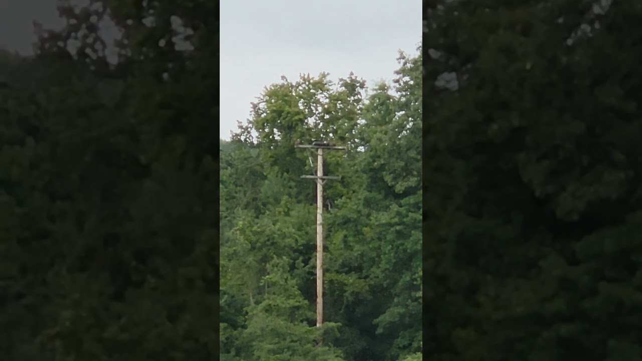 Osprey Talking. Making Plans. South America bound. They left overnight!