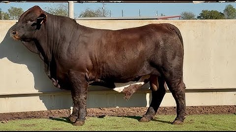 J&J Cattle Co: Lot #93226 Registered Beefmaster Bull