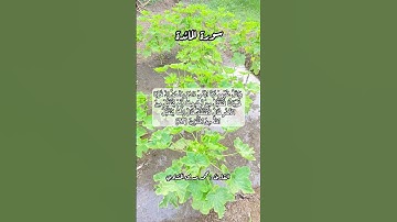 سورة المائدة ٢٧ #قرآن #اكسبلور #قرآن_كريم #quran #قران #قران_كريم #قرأن