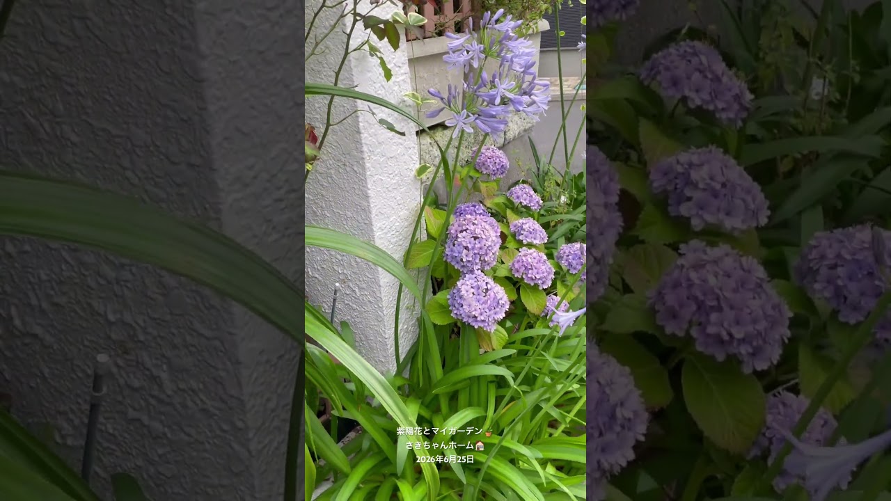 HD】2026年6月25日 🌹紫陽花が色付いています。 # flowers #garden