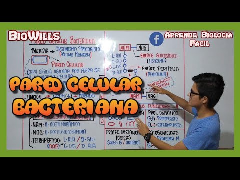 Video: ¿Es la pared celular bacteriana permeable?