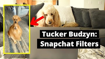 Tucker Budzyn Trying Different Snapchat Filters | My Dog Reacts