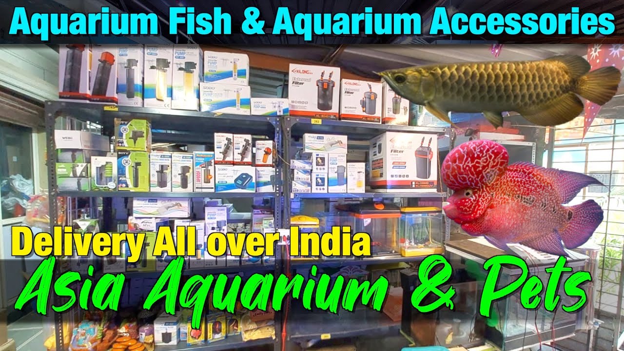 Asia Aquarium & Pets Store Tour: Discover Exotic Fish and Accessories 