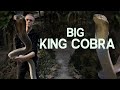 PICKING UP A KING COBRA
