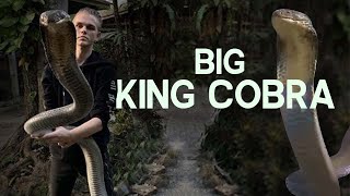 PICKING UP A KING COBRA