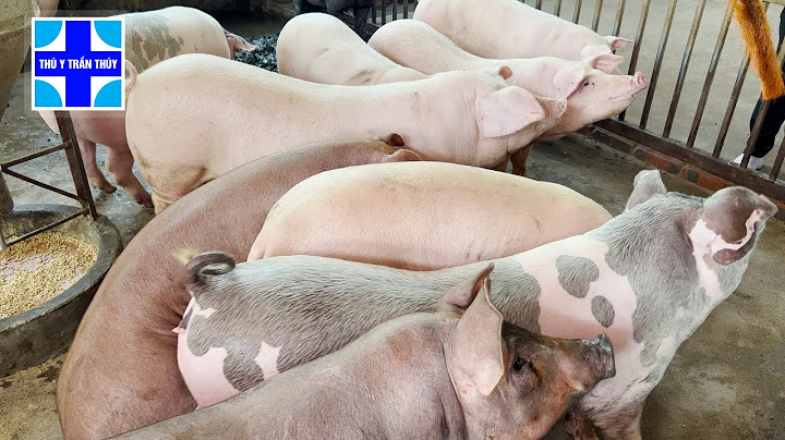 Đánh giá khả năng sinh sản của lợn nái
