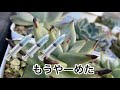 [多肉植物]私の戯言。ワクチン看護師もう辞めます😡