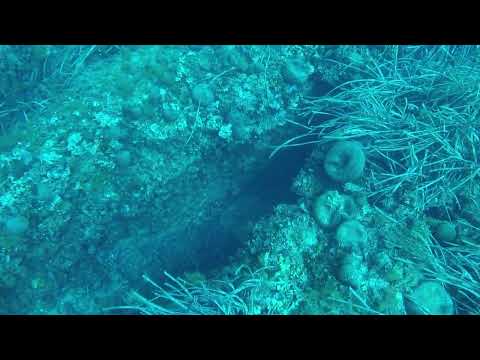 8Kg Cernia Bruna