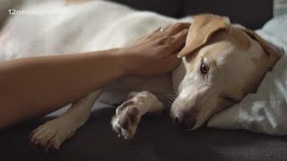 Cdc Extending Social Distancing Guidelines To Include Pets