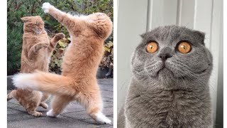 Cute Scottish Fold Munchkin Cat Videos - Funny Scottish Fold Cat Meowing Kitten Munchkin Cat Meowing
