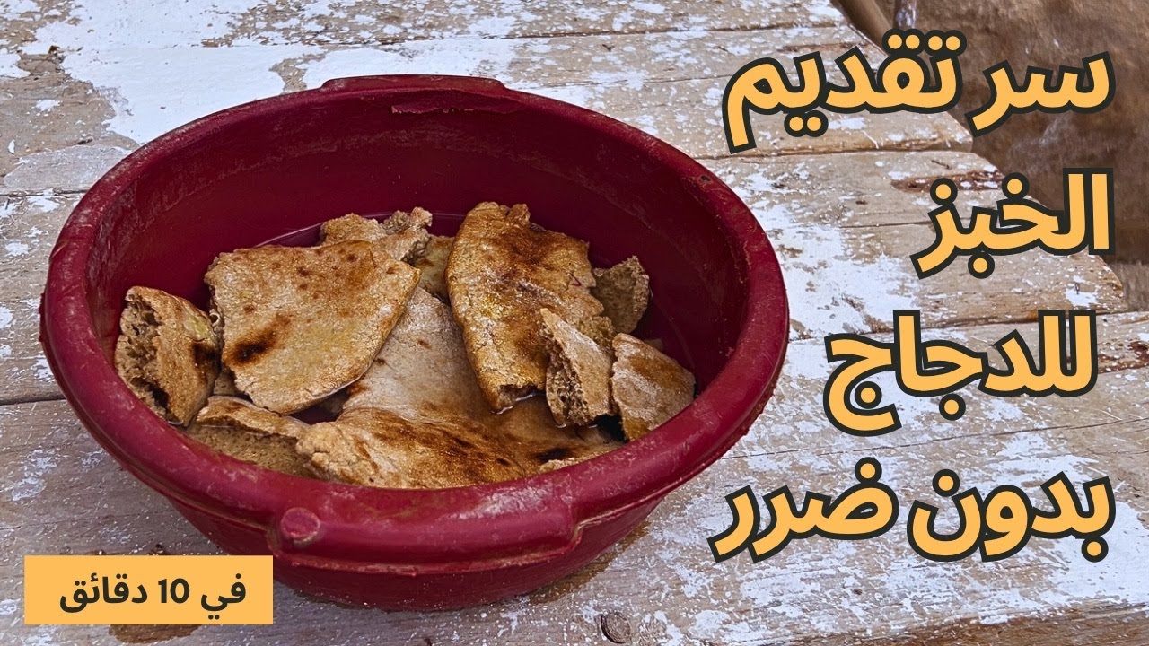 أفضل طريقة لتقديم الخبز للدجاج | خلطة مغذية واقتصادية