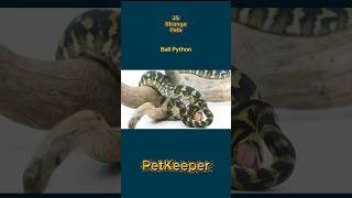 Strange Pets: Ball Python