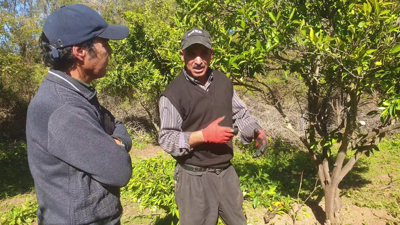 افضل طريقه لتقليم وقطع اشجار البرتقال و الليمون مع المعلم حسن0665054920