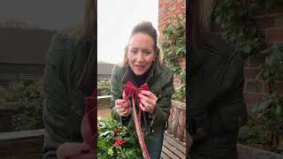 Wreath making #wreathmaking #christmaswreath #foraging