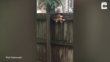 Man builds tiny fence picnic table for squirrels