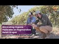 Eliminating organic pesticides on regenerative raisin grapes  steve cardoza