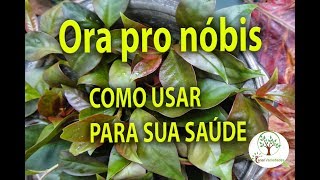 Ora Pro Nóbis Em Sua Casa – Veja Como Usar