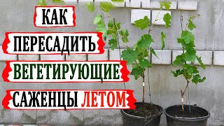 видео: 🍇 Зачем ждать осень. Пересаживаю вегетирующие саженцы летом. картинка: 🍇 Зачем ждать осень. Пересаживаю вегетирующие саженцы летом.