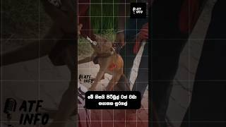 Why Pitbulls Are Powerhouses sinhala sinhalafacts interestingfacts sinhalanews atfinfo