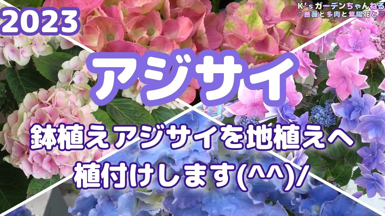 紫陽花の 約70cm健康的な成長地植え・４ Vlog-021【紫陽花】アジサイ☆鉢植えから地植えへの植付け☆紫陽花