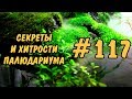 #117 СЕКРЕТЫ И ХИТРОСТИ ПАЛЮДАРИУМА. SECRETS AND TRICKS OF THE PALUDARIUM.