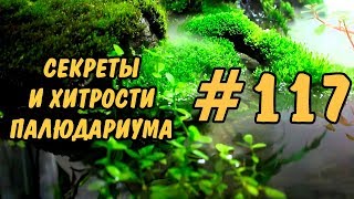 #117 СЕКРЕТЫ И ХИТРОСТИ ПАЛЮДАРИУМА. SECRETS AND TRICKS OF THE PALUDARIUM.