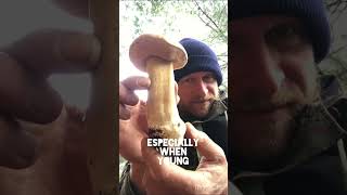 Porcini aka KING BOLETE Mushroom Identification #shorts