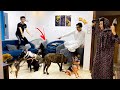 لما ابوك وامك يرجعو من السفر يلاقوك جايب كلاب في البيت🐕😂| السلسيلي