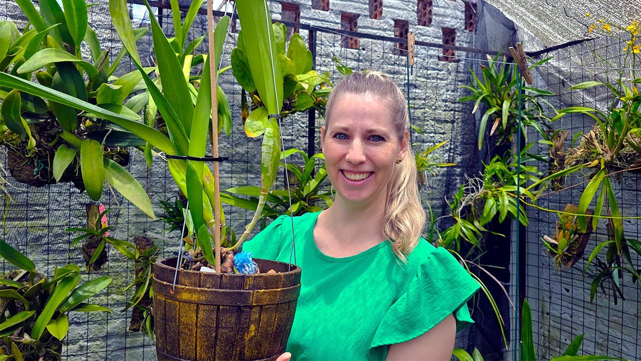 Como PLANTAR orquídea CATTLEYA para cultivar na CHUVA