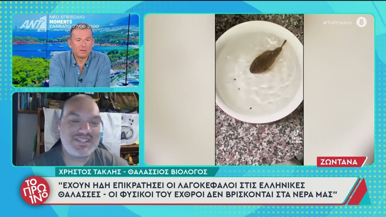 Έχουν ήδη επικρατήσει οι λαγοκέφαλοι στις Ελληνικές Θάλασσες | 25.06.2026 | Το Πρωϊνό | ΑΝΤ1