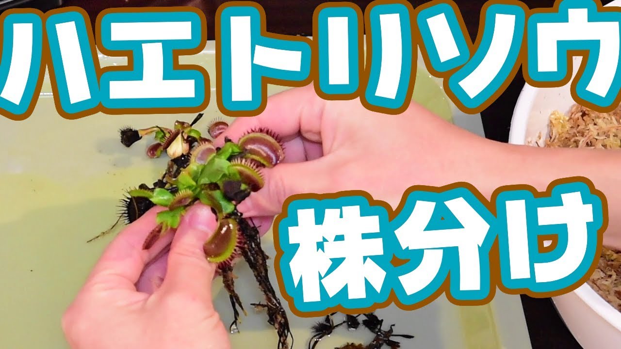 食虫植物 ハエトリソウ植え替えと株分け Youtube