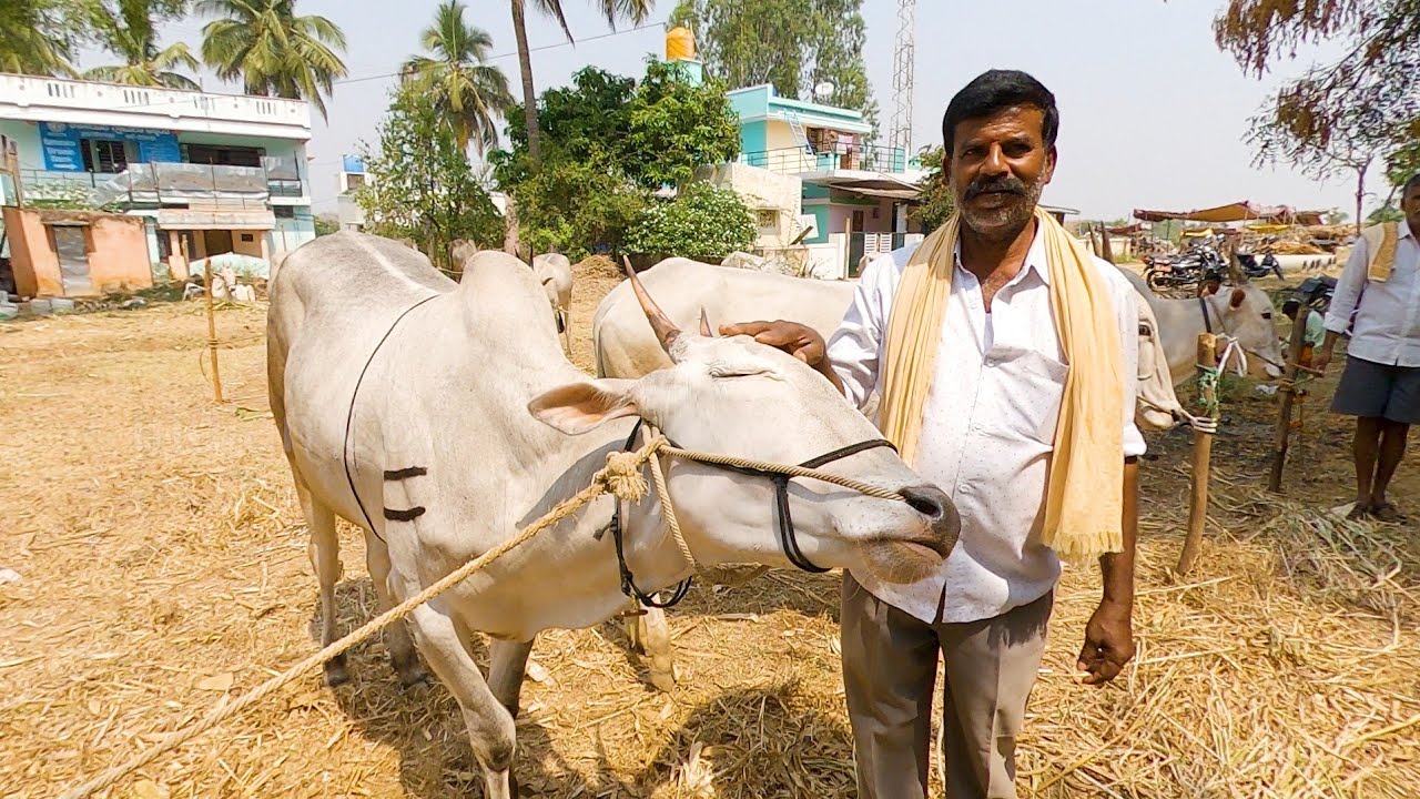 ವಿದುರಾಶ್ವತ್ಥ ಜಾತ್ರೆಯಲ್ಲಿ ಎತ್ತುಗಳ ಬೆಲೆ ಎಷ್ಟು?