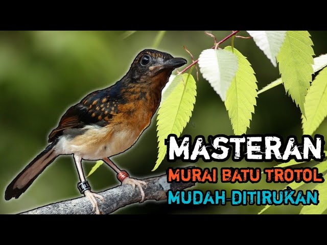 MASTERAN MURAI BATU TROTOL umur 2 bulan MP3||masteran murai batu trotol isian mewah class=