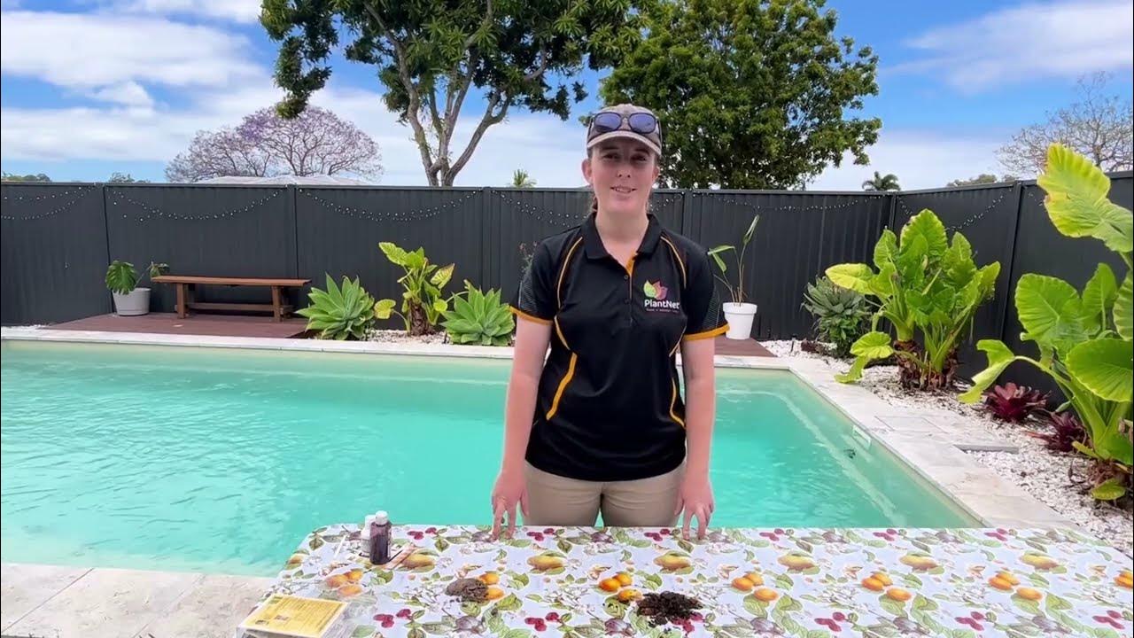 How to test soil pH for fruit trees and blueberries! YouTube