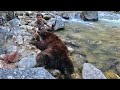 Idaho Black Bear Hunting - One Behemoth Bear! - The Balance #1 - Limitless 61